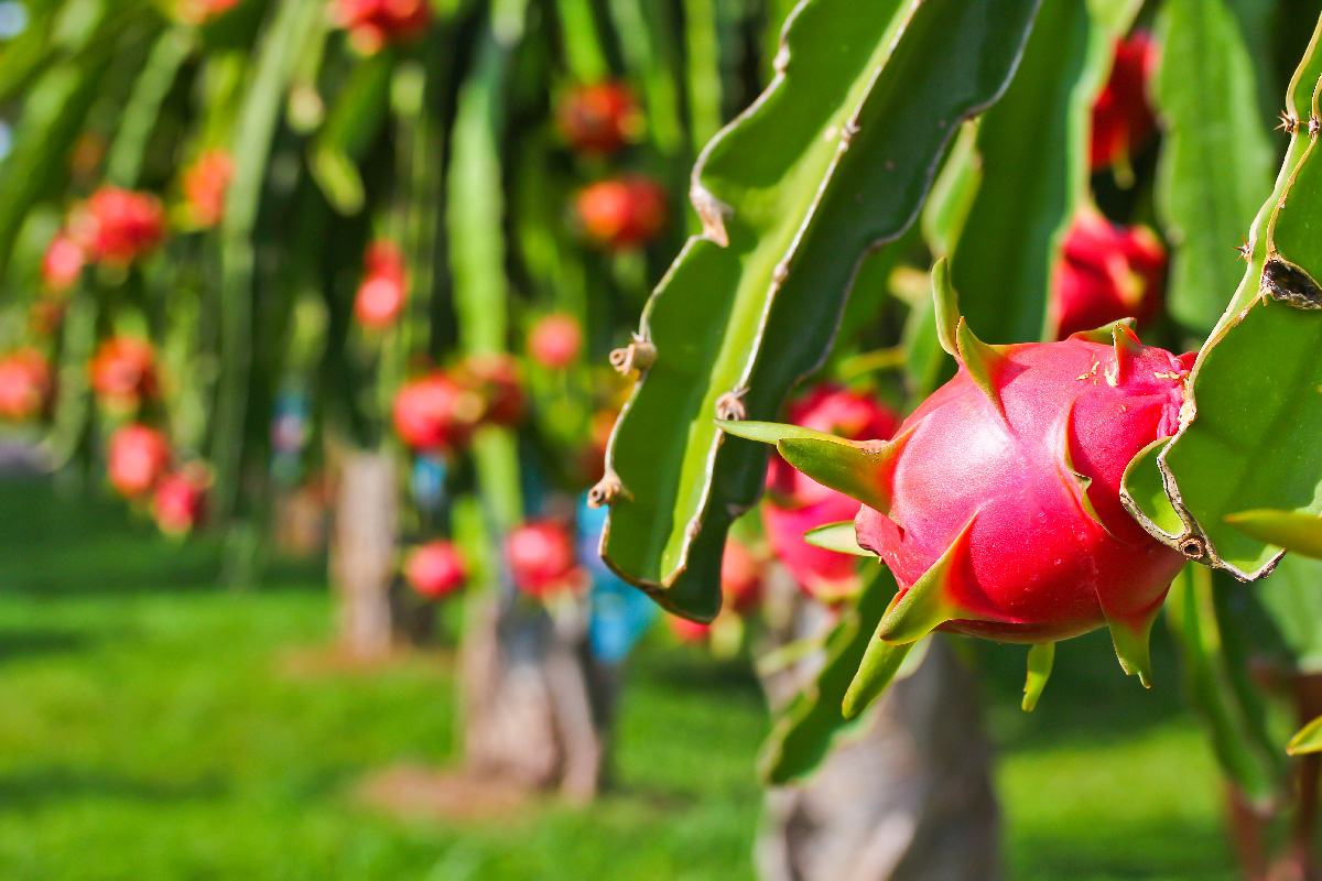 A Cultura da Pitaya | AgroMeetings | Espaço Visual