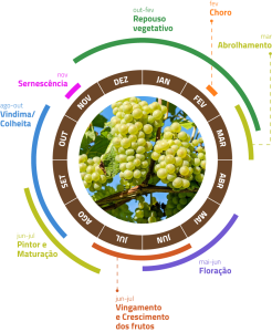 Ciclo biológico da Vinha | AgroB