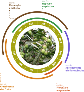 Ciclo biológico do olival | Boas práticas agrícolas | AgroB