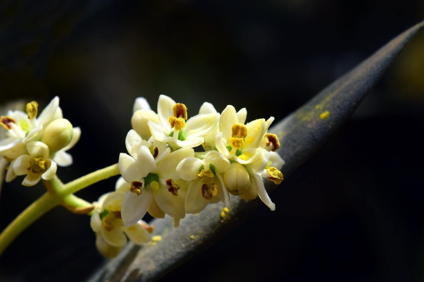 Floração no olival | Boas práticas agrícolas | AgroB