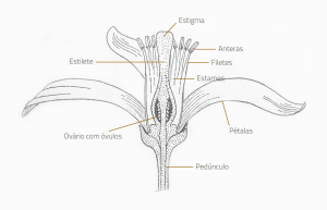 Floração no Limoeiro | AgroB