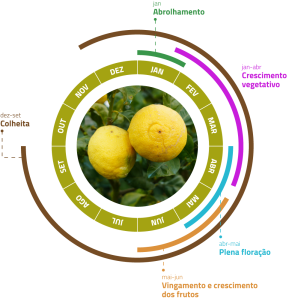 Ciclo biológico do Limão | Floração no Limoeiro | AgroB