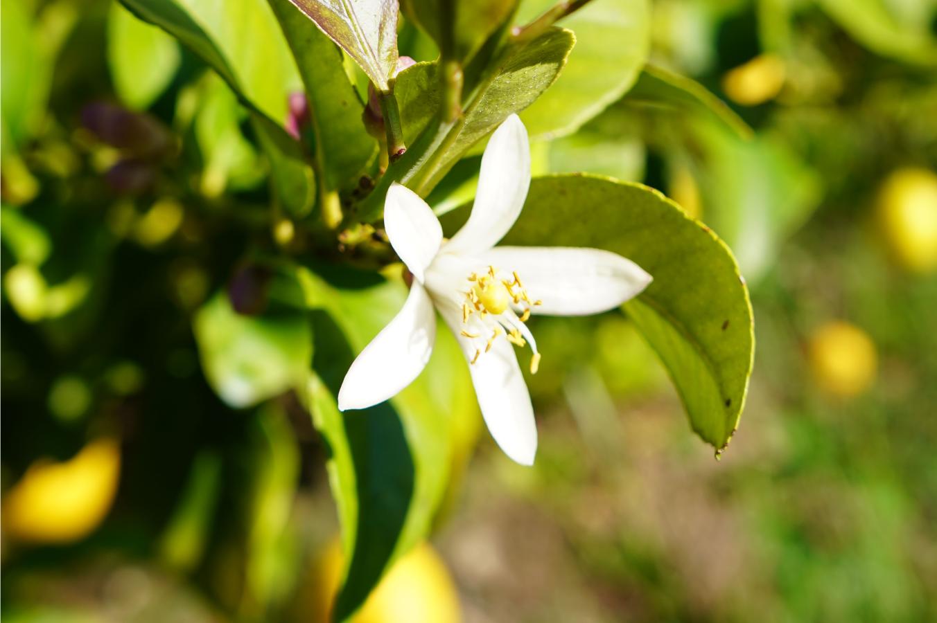Ciclo biológico do Limão | Floração no Limoeiro | AgroB