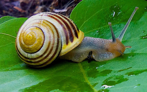 Caracol | Pragas da Actinídea | AgroB