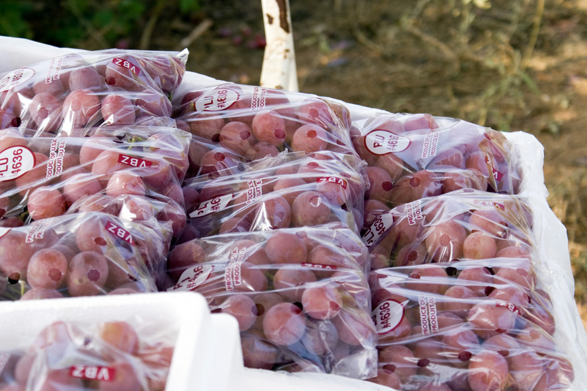 Cuidados na vindima (Consumo em fresco – Uva de mesa)