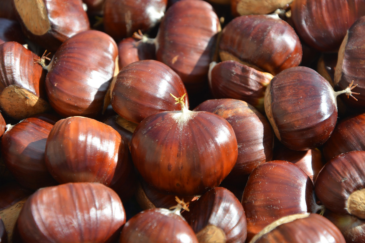 Apanha da Castanha (Colheita Manual vs. Mecânica) | AgroB