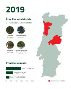 Incêndios florestais 2019 | Espaço Visual