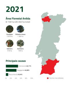 Incêndios florestais 2021 | Espaço Visual