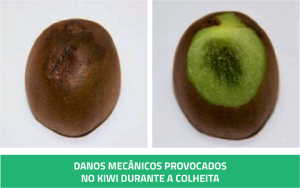 Boas práticas – Colheita kiwi | AgroB 