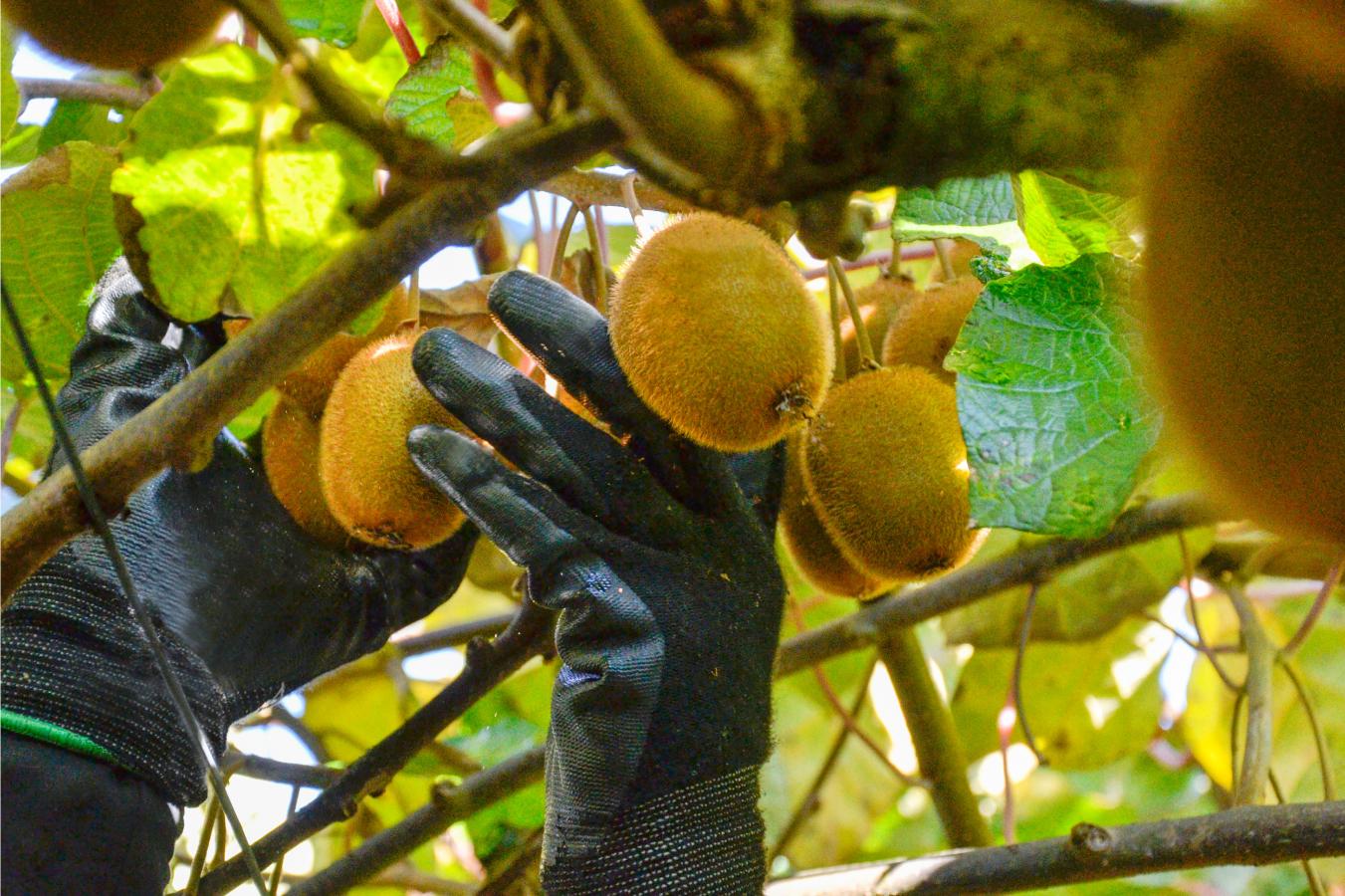 Boas práticas | Colheita Kiwi | AgroB