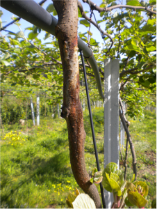 Cancro bacteriano do kiwi | AgroB