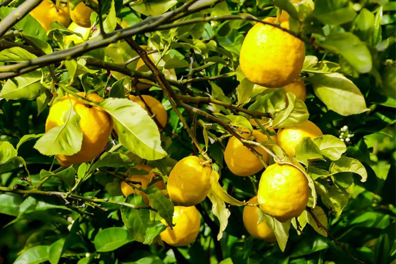 Variedades de Limão Produzidas em Portugal e no Mundo | AgroB