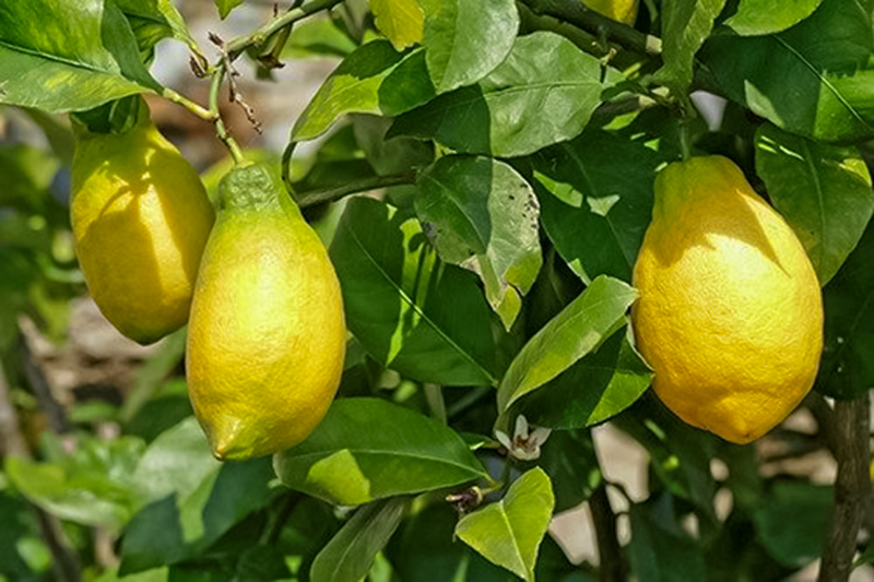 Variedades de Limão Produzidas em Portugal e no Mundo | AgroB